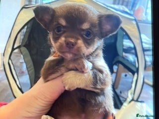 Chihuahua dogs - Advert 28
