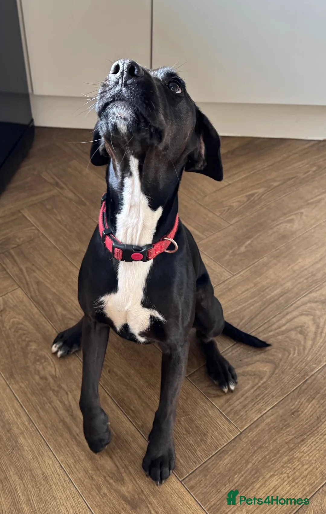 Mixed Breed dogs for sale: 14mth old. Spaniel/Jack Russell cross in Scunthorpe - Advert 4