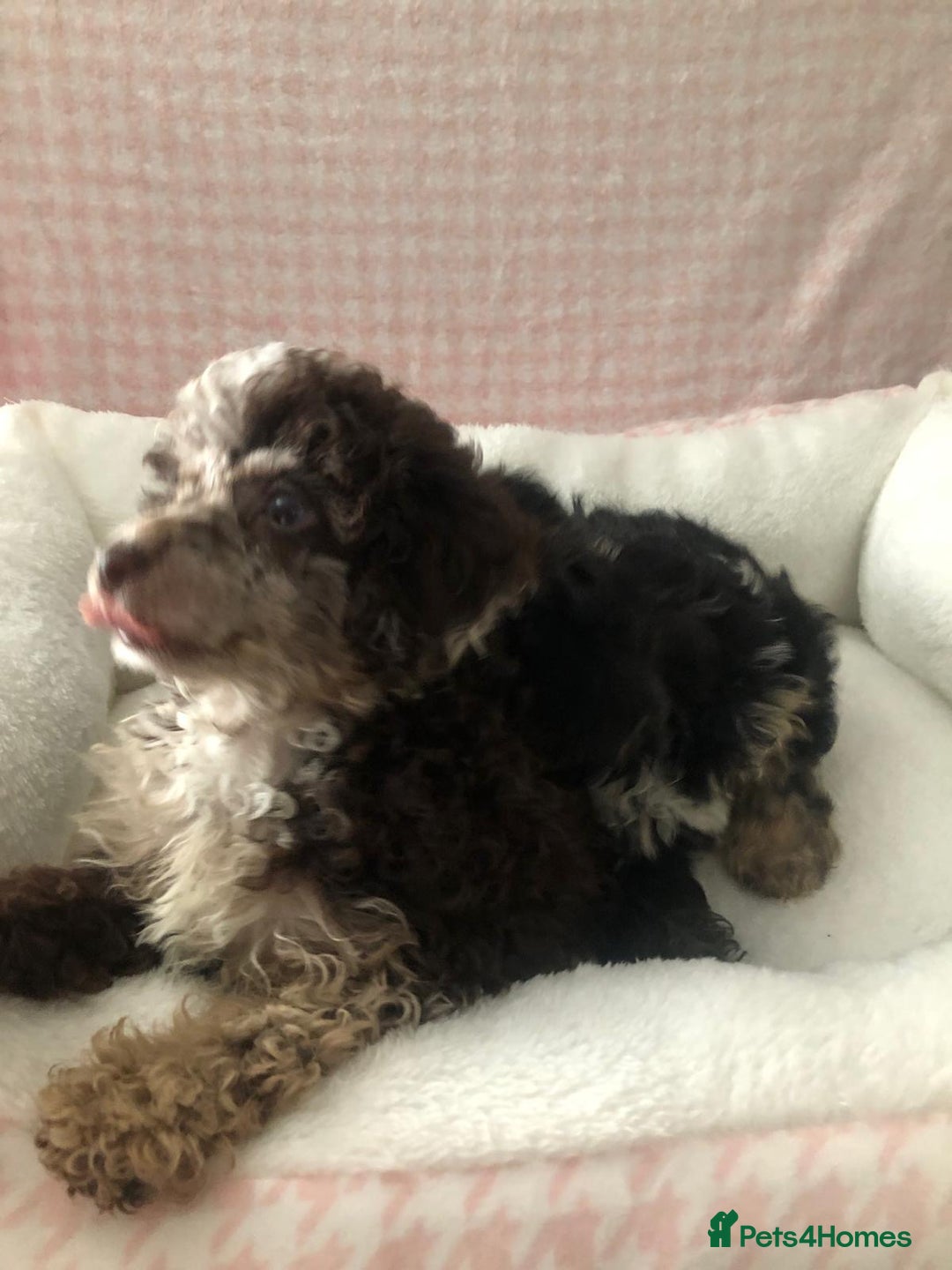 Miniature Poodle dogs for sale: ❤️🐶beautiful Merle miniature poodles girls🐶❤️ - Image 15