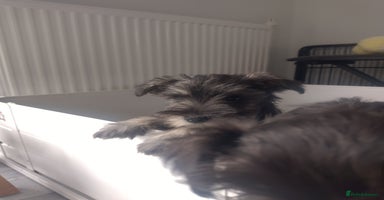 Miniature Schnauzer dogs - Advert 3