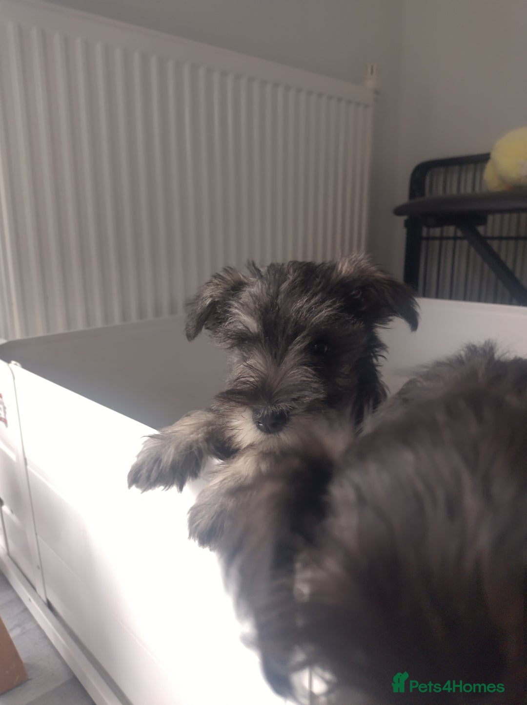 Miniature Schnauzer dogs for sale: Adorable miniature schnauzers ❤️❤️🏡  - Image 11