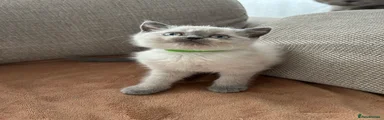 Girl (green collar)