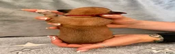 Whippet dogs for sale: Whippet puppies  - Advert 13