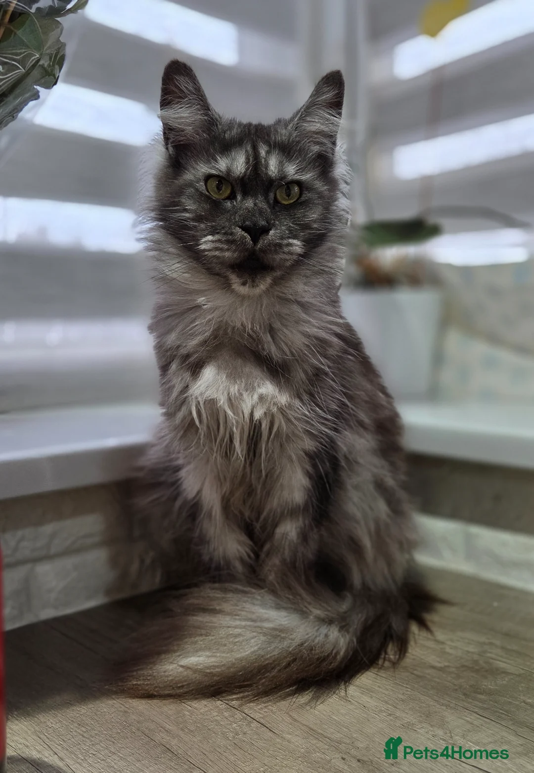 Maine Coon cats for sale: Imported champion line kittens - Advert 2