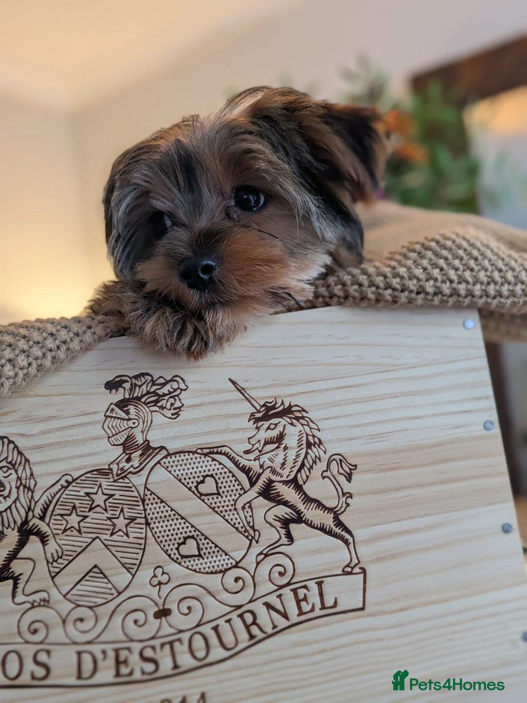Yorkshire Terrier dogs for sale: 2 Biewer Yorkshire Terrier Boys – Ready Now! - Advert 22