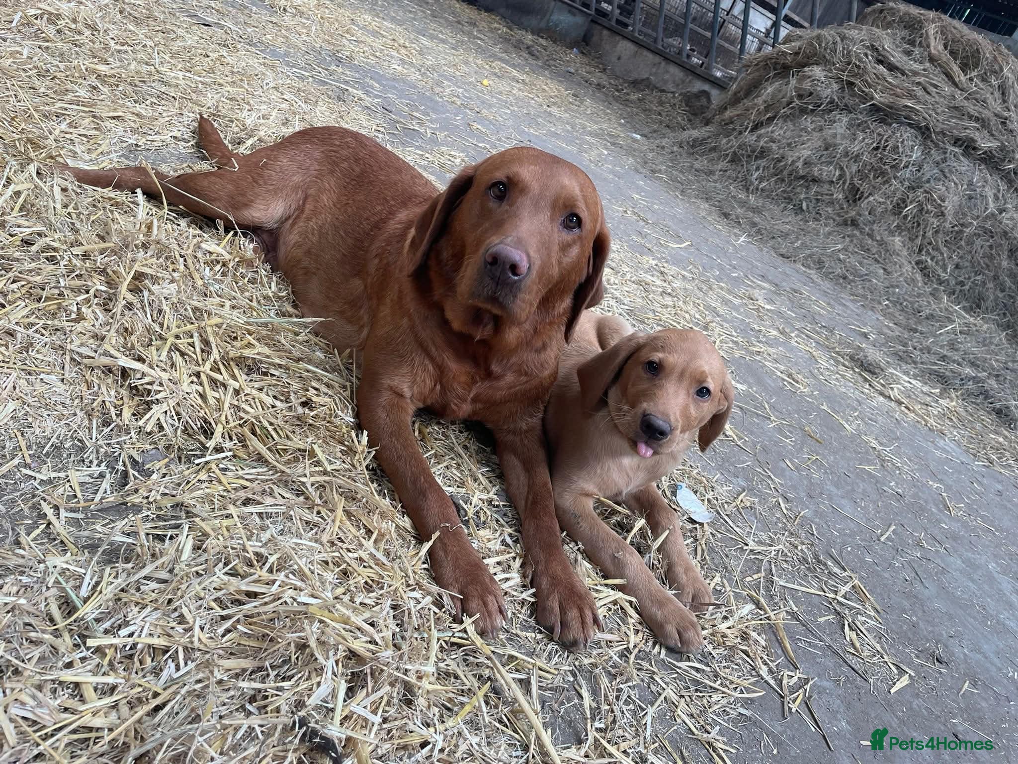 Labrador Retriever dogs Red fox Labrador puppies  - Advert 16