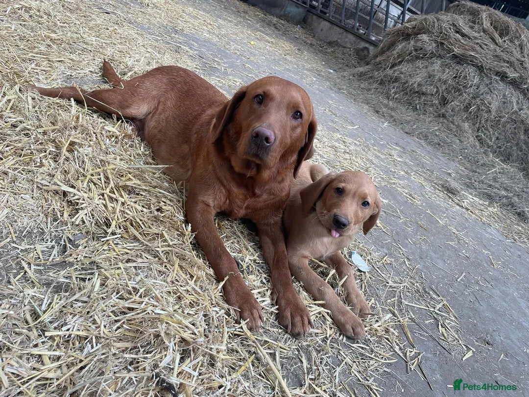 Labrador Retriever dogs for sale: Red fox Labrador puppies  - Advert 1