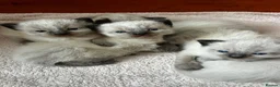 Ragdoll cats for sale: Kittens for sale  in Newcastle upon Tyne - Advert 2