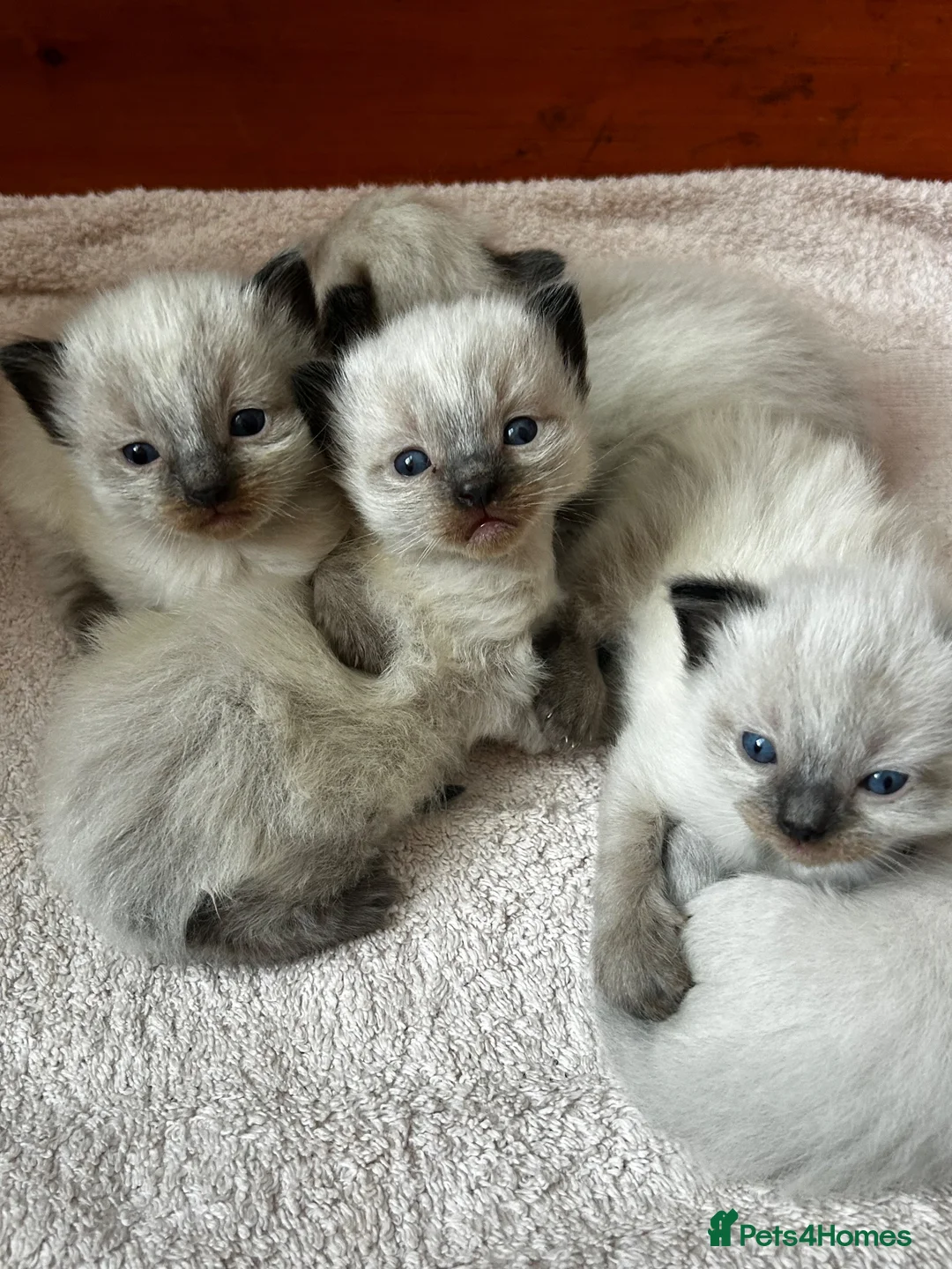 Ragdoll cats for sale: Kittens for sale  in Newcastle upon Tyne - Advert 2