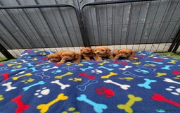 Cavapoo dogs for sale: Only two Beautiful girls cavapoos available  - Image 10