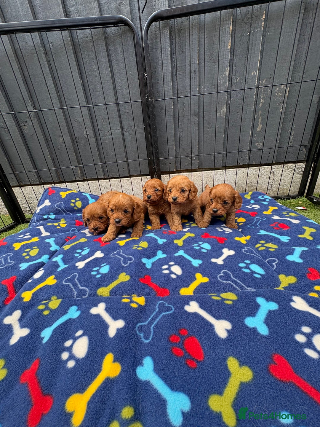 Cavapoo dogs for sale: Only two Beautiful girls cavapoos available  - Image 10