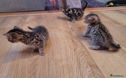 Mixed Breed cats for sale: Beautiful kittens for sale - Image 11