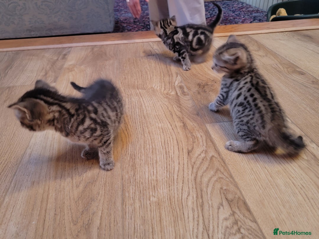 Mixed Breed cats for sale: Beautiful kittens for sale - Image 11