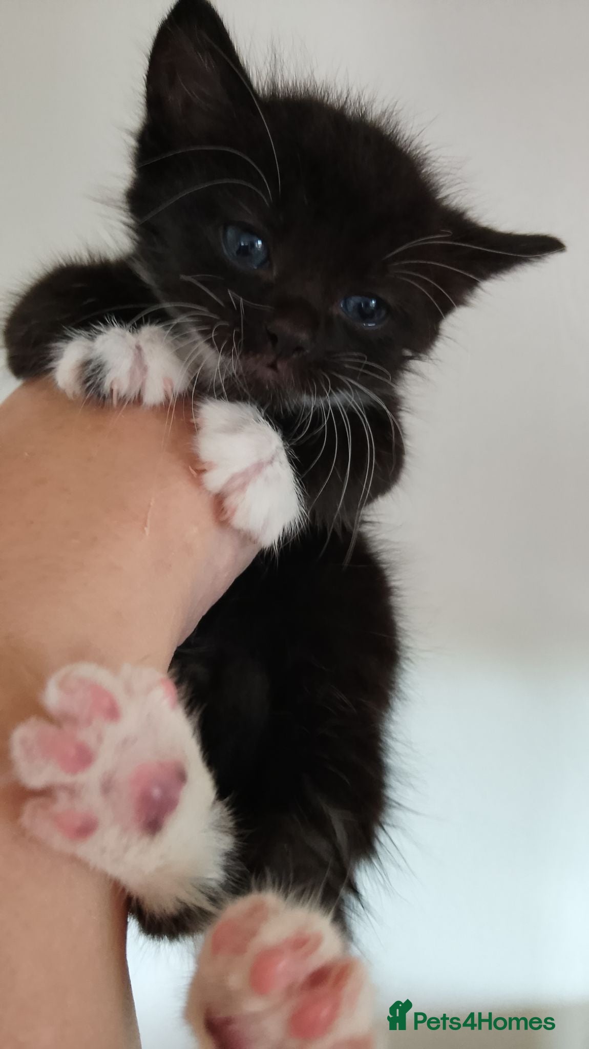 Mixed Breed cats ****LAST ***gorgeous boy 🥰😍 - Advert 20