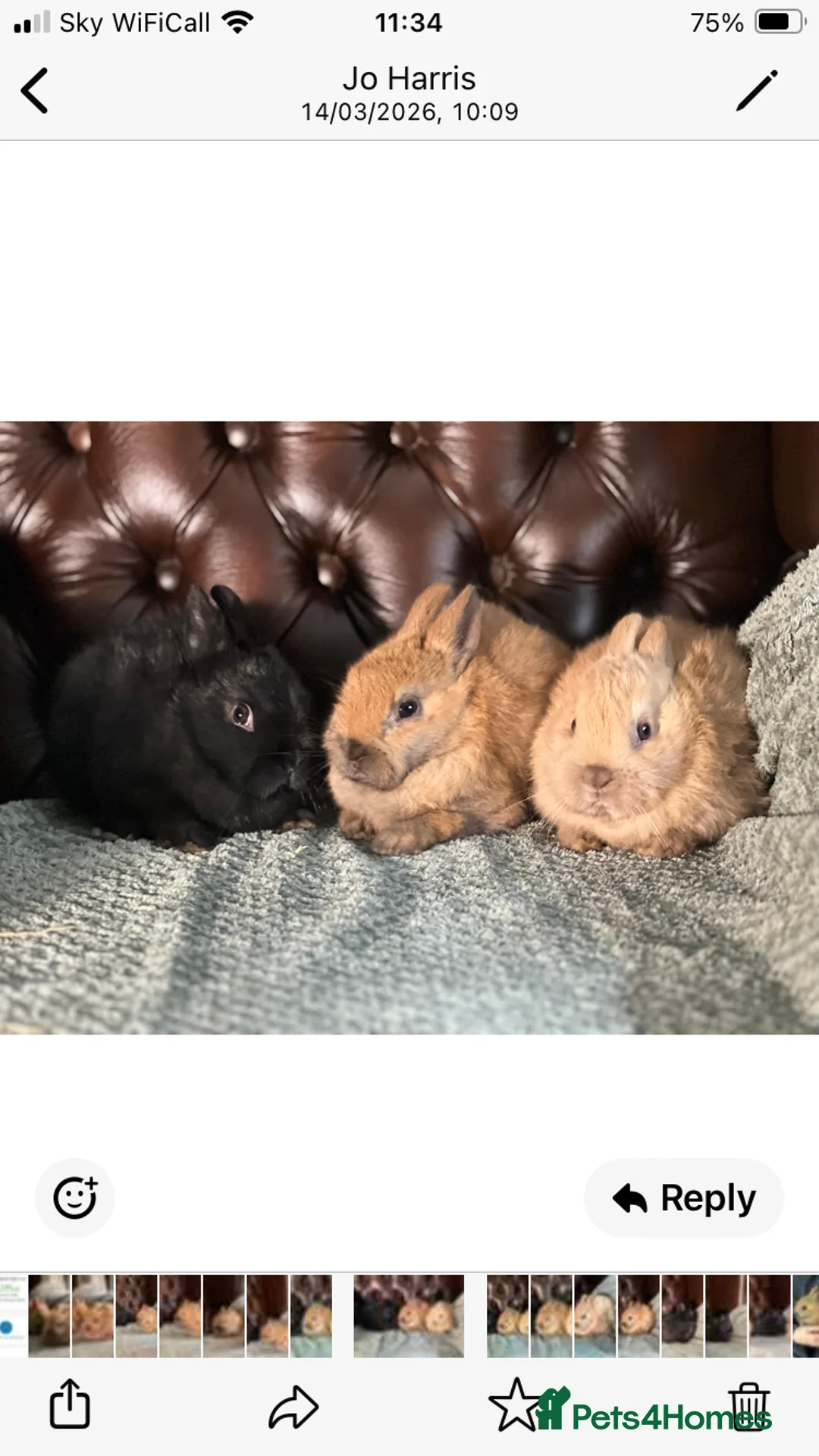 Netherland Dwarf rabbits for sale: Pure bred Netherland Dwarf bunnies - Advert 2