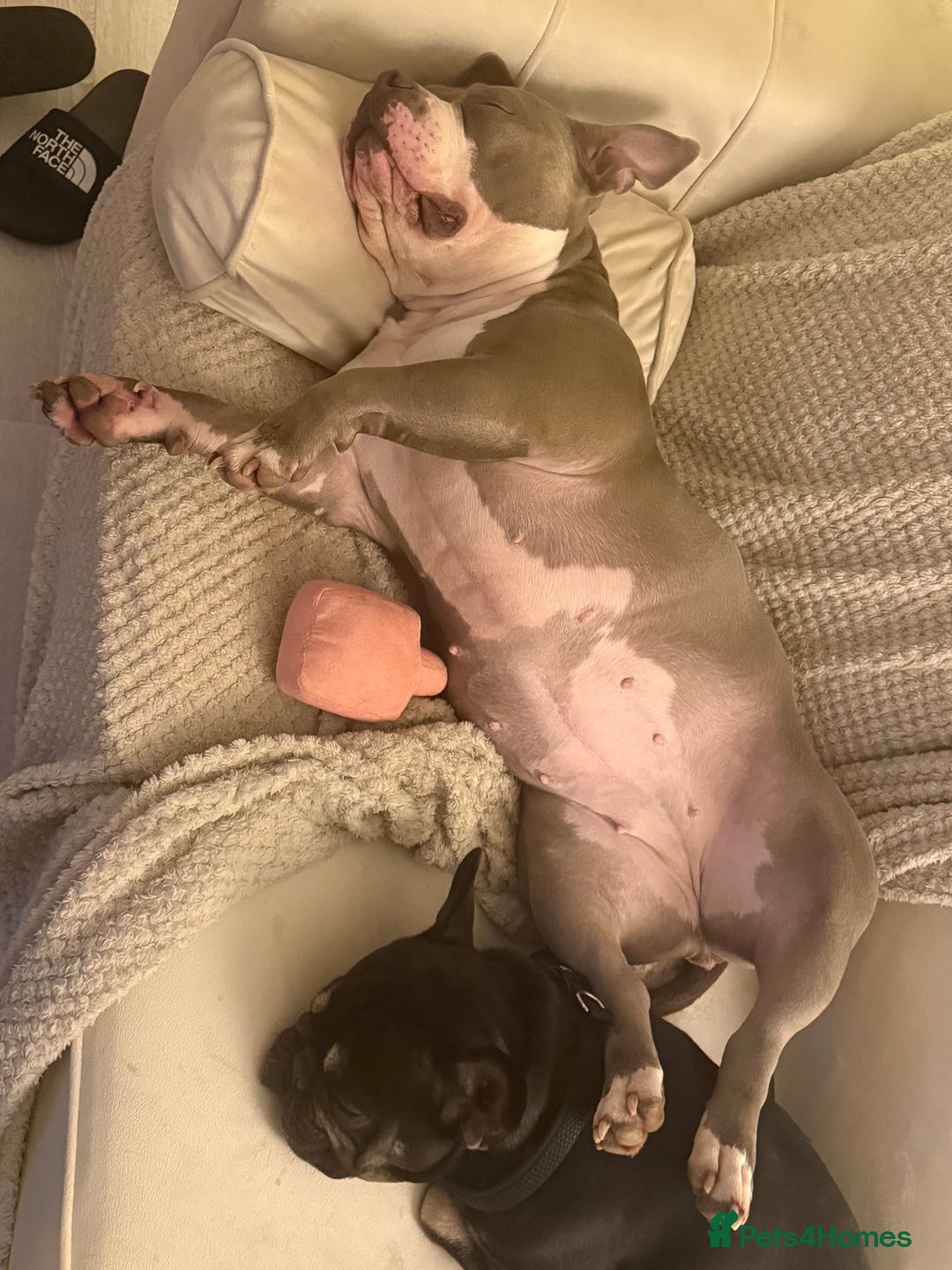 American Bully dogs for sale: Pocket bully  - Advert 8