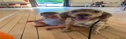 Cocker Spaniel dogs for sale: Golden cocker spaniel pups  - Advert 18