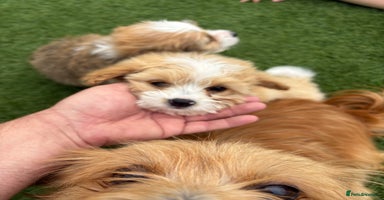Morkie dogs - Advert 2