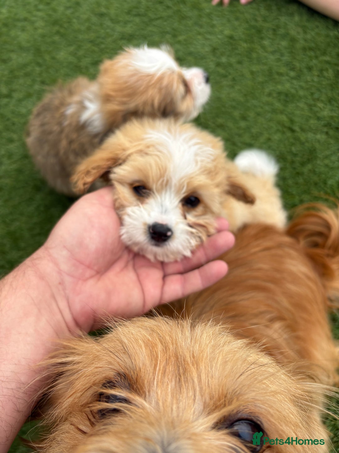 Morkie dogs for sale: Yorkshire tire + Maltese terrier  - Image 3