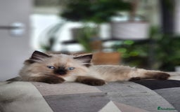 Ragdoll cats for sale: Ragdoll kittens - Image 7