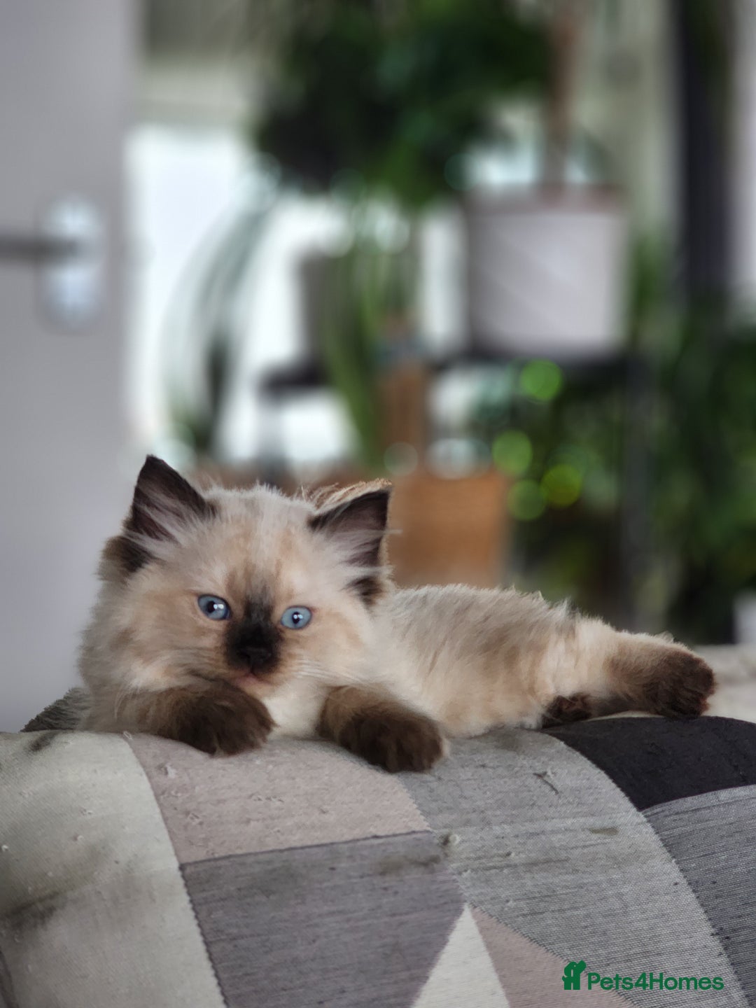 Ragdoll cats for sale: Ragdoll kittens - Image 7
