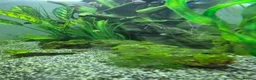 Tetras fish for sale: Evolution Aqua  D-D Aqua Freshwater 900 fish tank - Advert 7