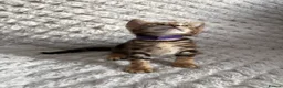 Bengal cats for sale: Bengal Tabby Mixed Breed Kittens - Advert 13