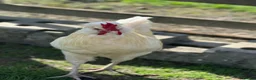 Chickens poultry for sale: Polish x Leghorn cockerel caramel and white  - Advert 2