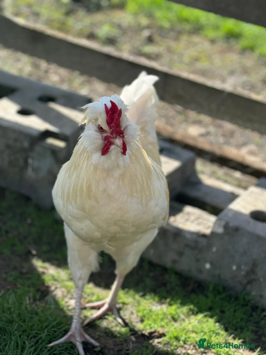 Chickens poultry for sale: Polish x Leghorn cockerel caramel and white  - Advert 2