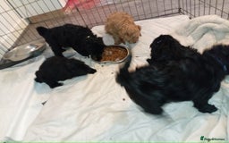 Cockapoo dogs for sale: Fb1 cockapoos puppies - Image 16