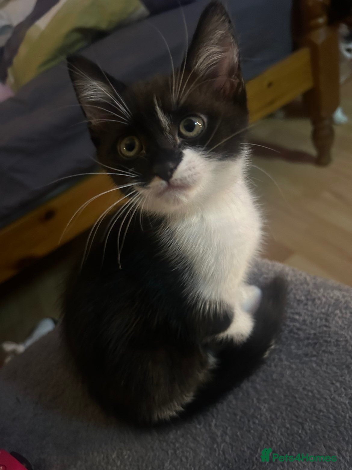 British Shorthair cats 9 week old British shorthair - male  - Advert 1
