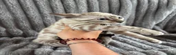 Bengal cats for sale: Perfect Bengal kittens  - Advert 3
