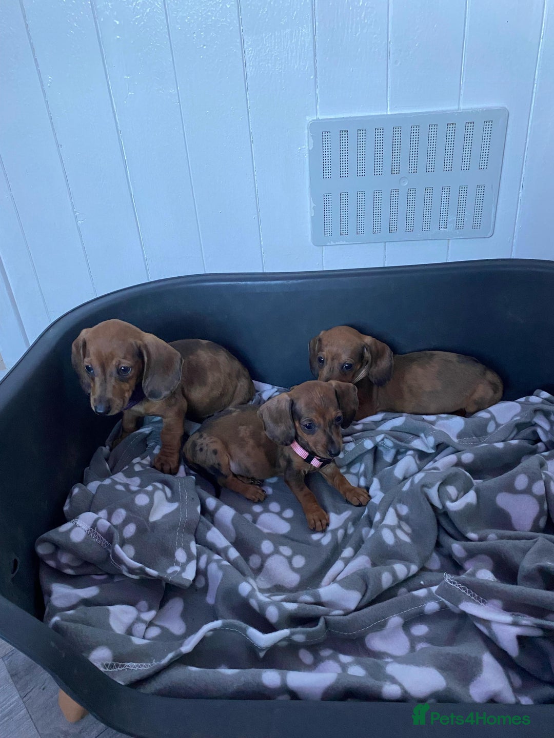 Miniature Dachshund dogs for sale: Miniature Dachshund puppies - Image 9
