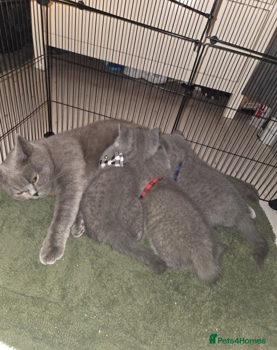 British Shorthair cats for sale: Pedigree Blue british shorthair - Advert 1