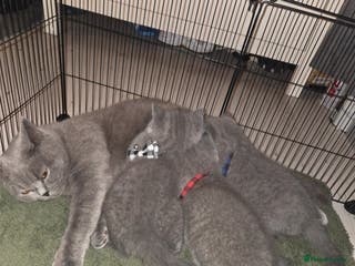 British Shorthair cats Pedigree Blue british shorthair - Advert 9