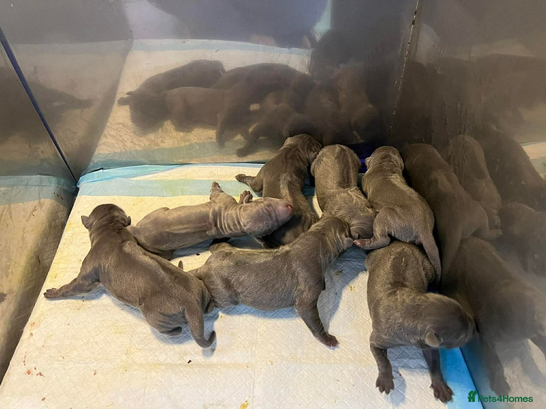 Thai Ridgeback dogs for sale: Stunning Blue Thai Ridgeback Puppies for Sale - Advert 11