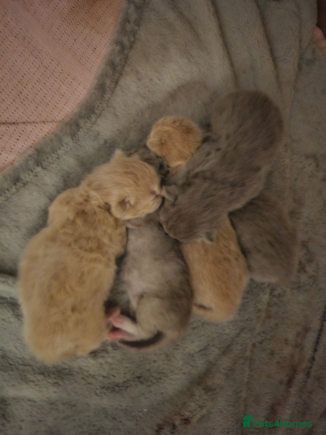 Ragdoll cats for sale: Beautiful Ragdoll Longhair kittens - Image 1