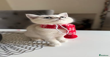 Scottish Fold cats - Advert 16