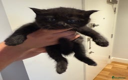 British Shorthair cats for sale: 🐾Fluffy British Shorthair Mix Kittens 🐾 - Image 14