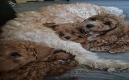 Cockapoo dogs for sale: Gorgeous Cockapoo For Sale - Image 22