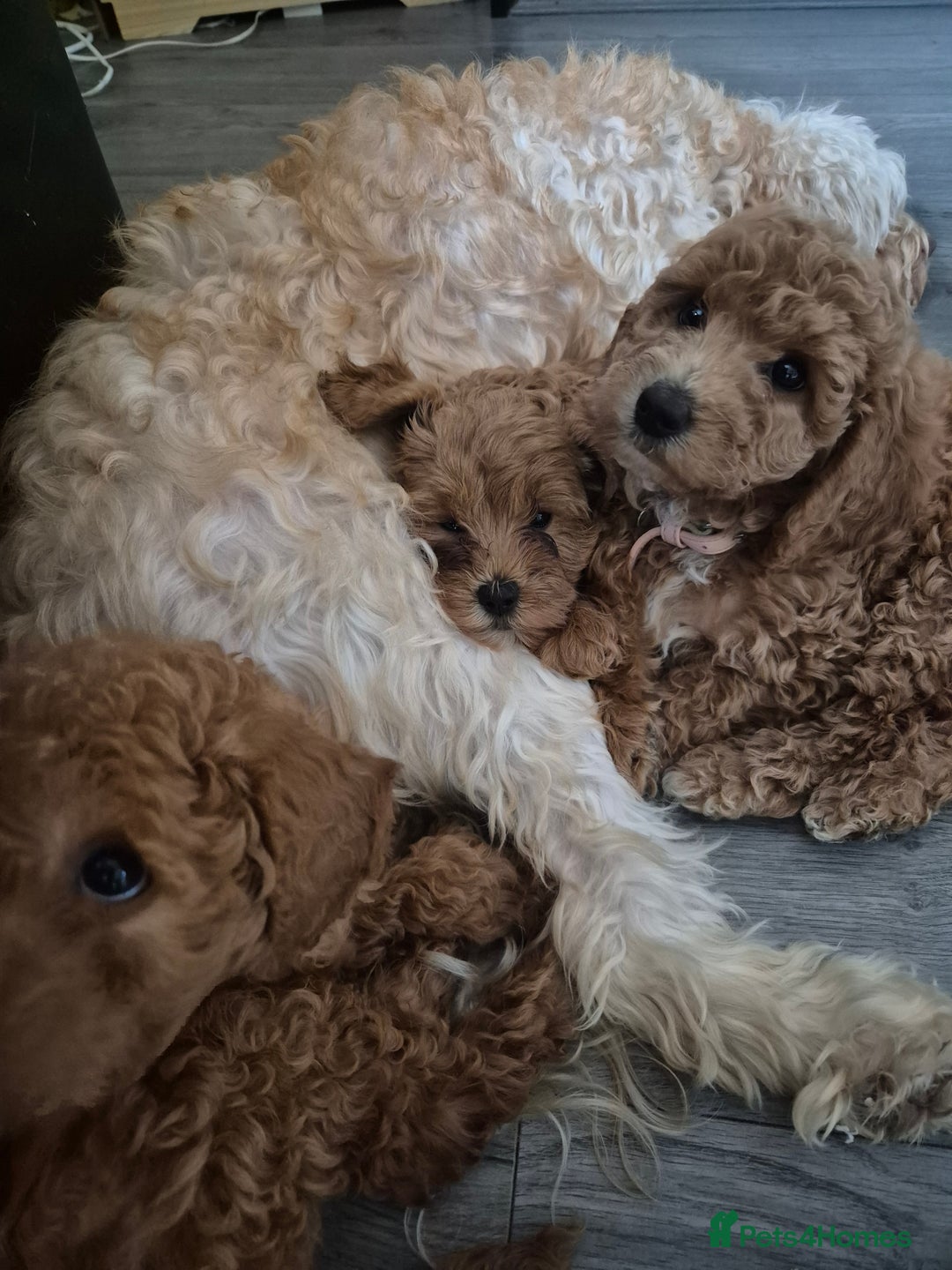 Cockapoo dogs for sale: Gorgeous Cockapoo For Sale - Image 22