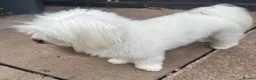 Maltese dogs for stud: ✨ 🐾Gorgeous stud dog available ✨🐾 - Advert 3