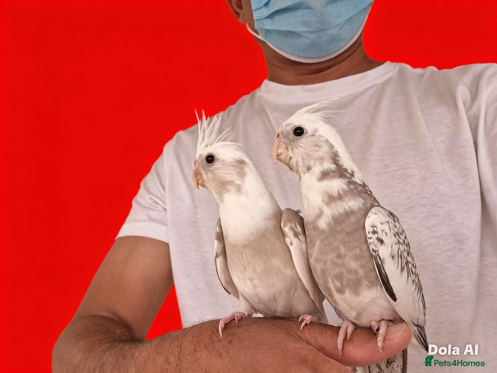 Cockatiels birds Super silly hand tamed baby cockatiels  - Advert 9