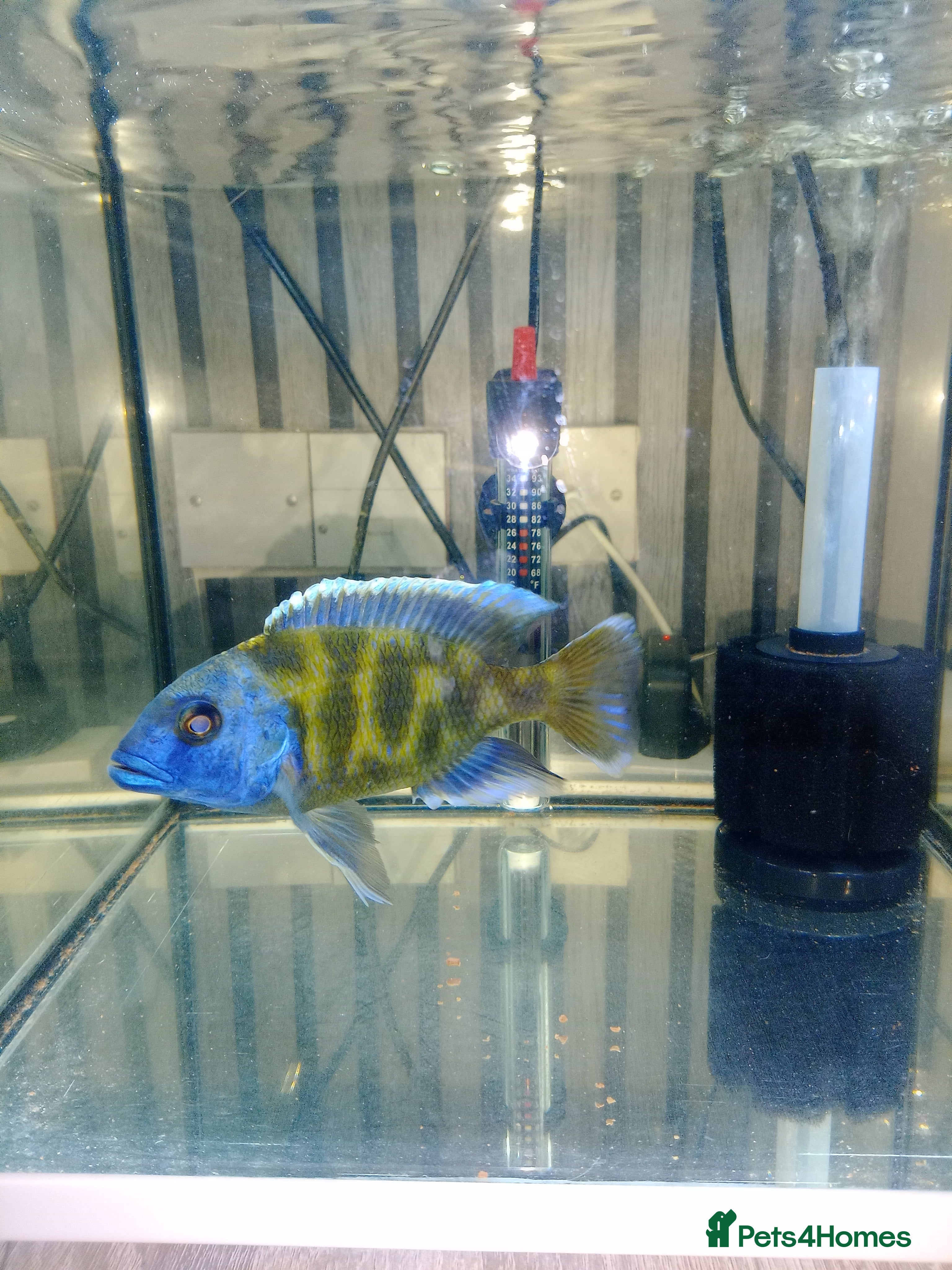 Cichlids fish giraffe hap african cichlid in Cambridge - Advert 6