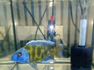 Cichlids fish giraffe hap african cichlid in Cambridge - Advert 6