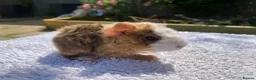 Guinea Pig rodents for sale: Teddy, Abyssinian and longhaired guinea pig pups - Advert 13