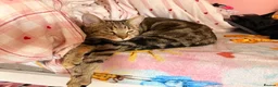 Mixed Breed cats for sale: Rehome for Hazel tabby cat  - Advert 3