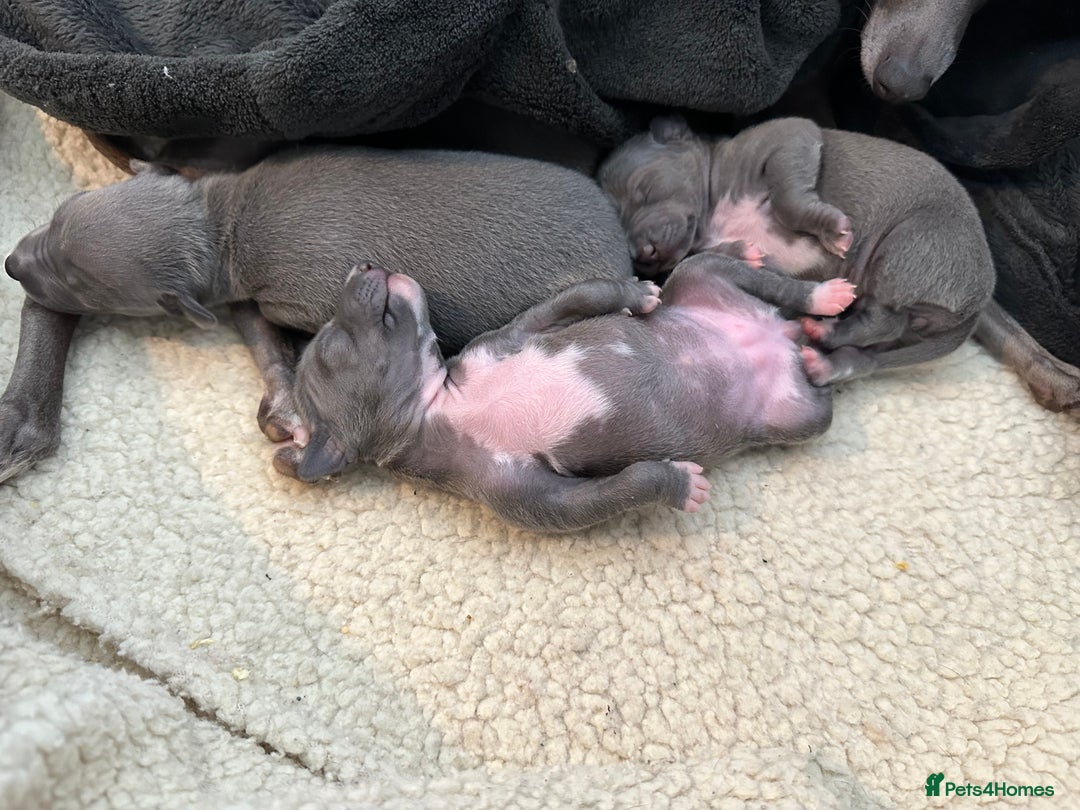 Italian Greyhound dogs for sale: Beautiful Miss Bella’s  - Image 3