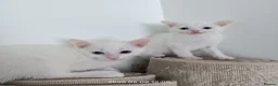 European cats for sale: Adorable Kittens  - Advert 6