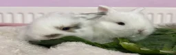 Lionhead rabbits for sale: Beautiful double lionhead/mini lop bunnies 🐰  - Advert 7